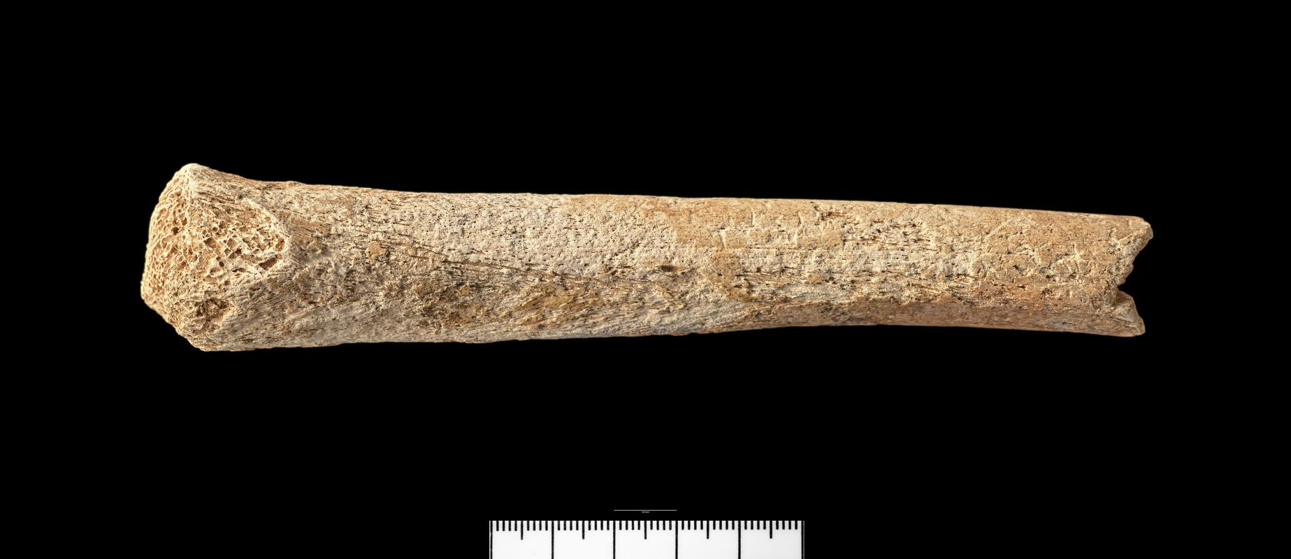 Late Iron Age human remains