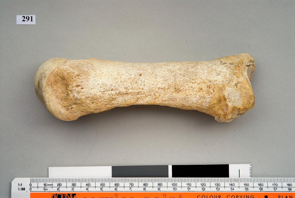 Pleistocene rhinoceros bone . Pontnewydd Cave