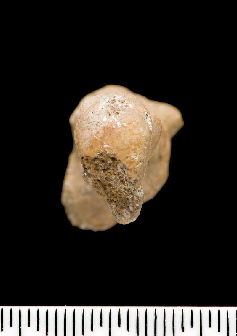 Neolithic human remains