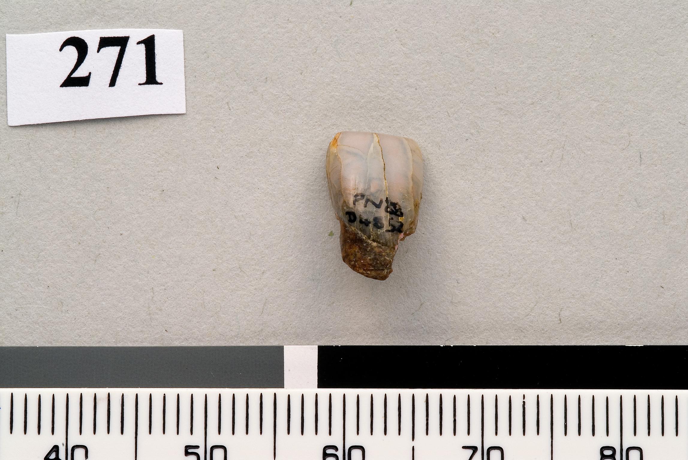 Lower Palaeolithic Neanderthal incisor