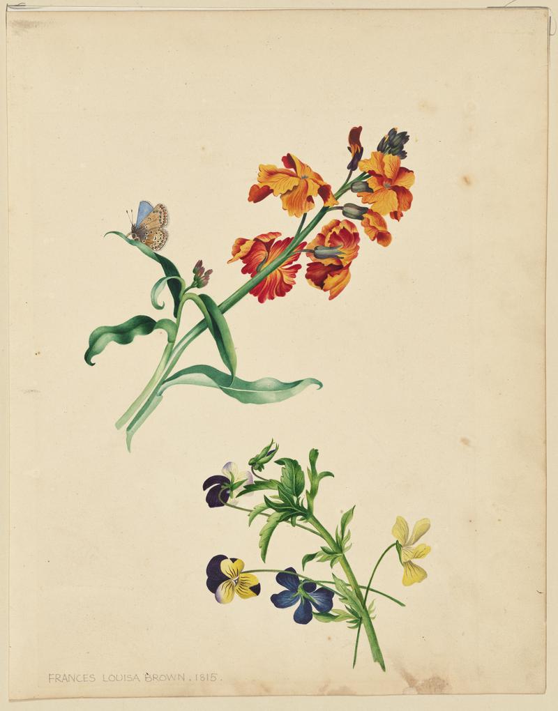 Wallflower and Pansy