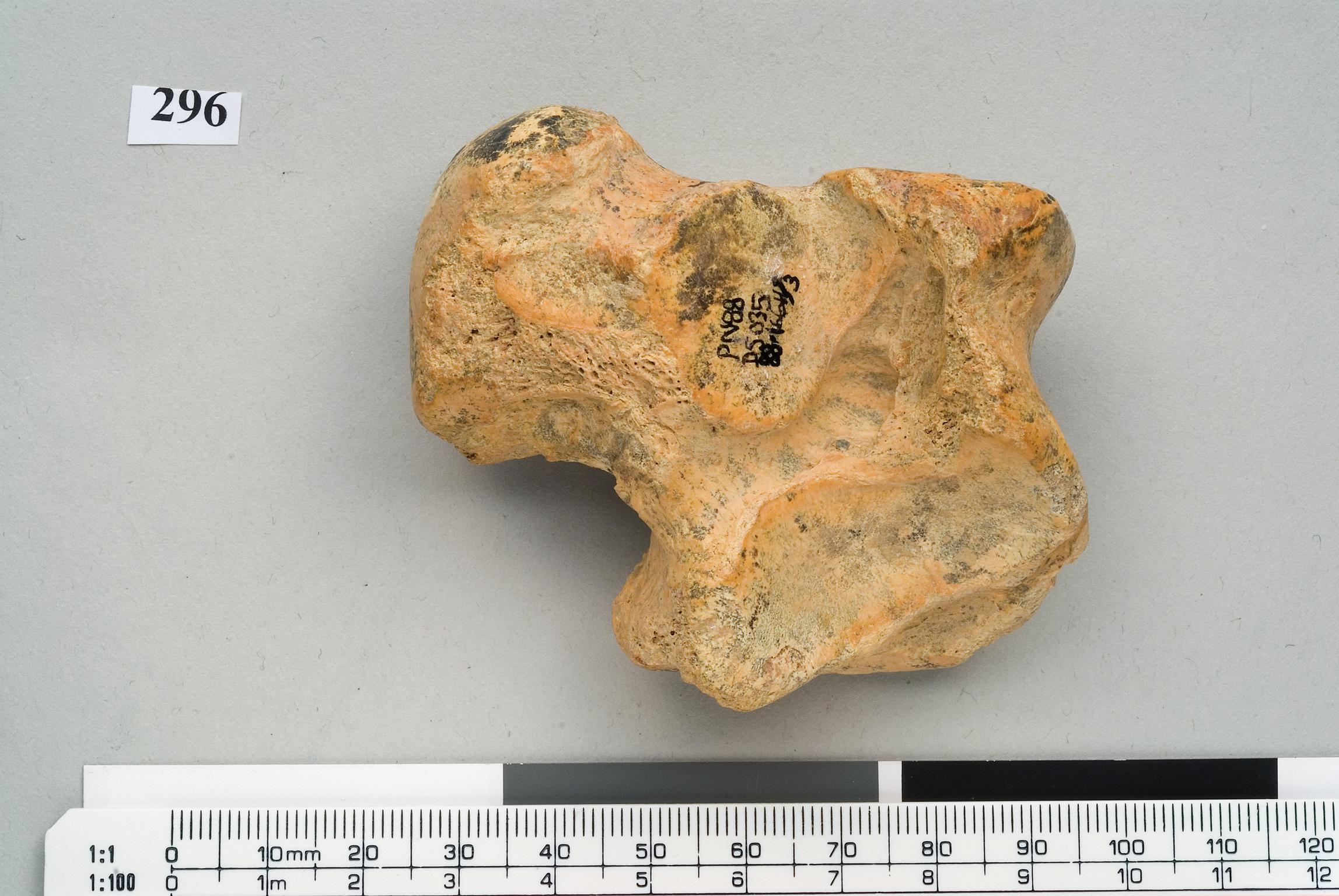 Pleistocene lion bone