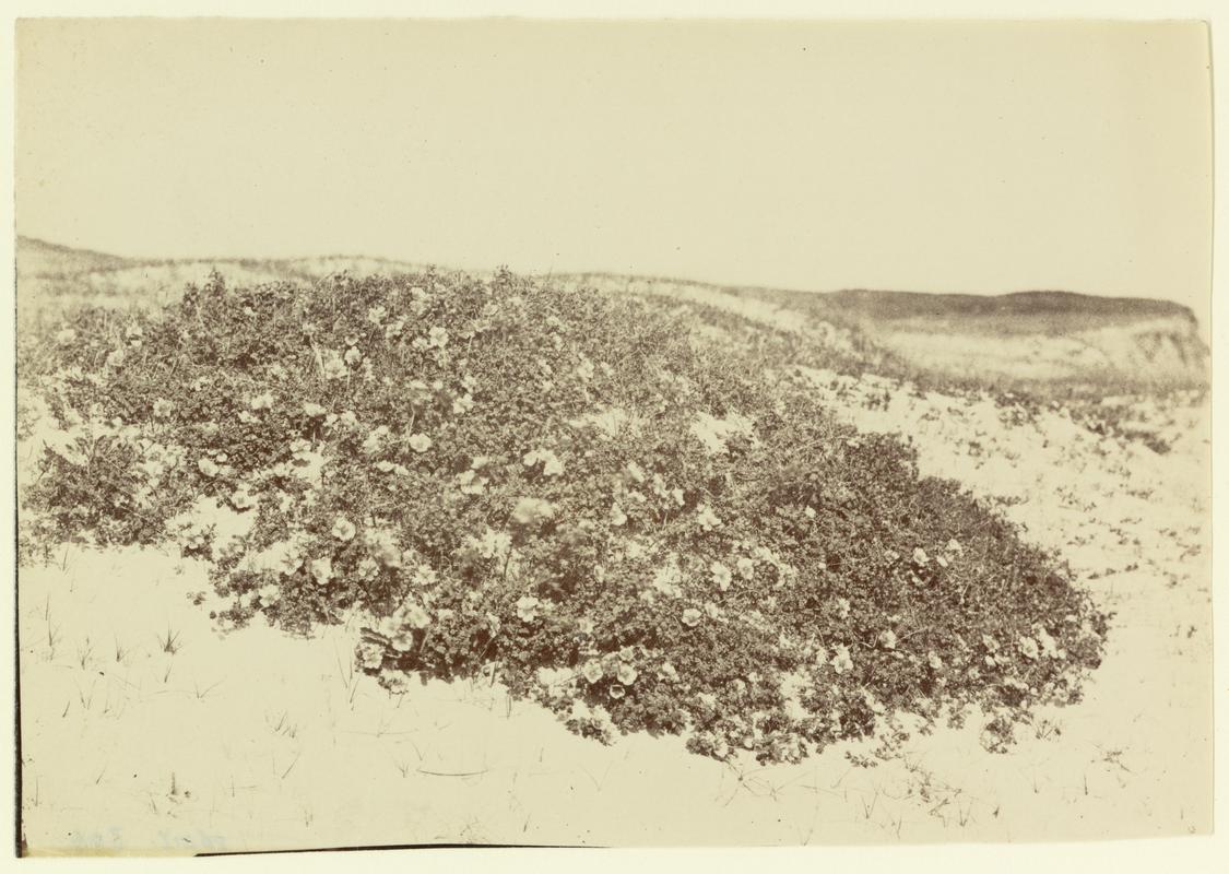 sandroses at Swansea Bay, photograph