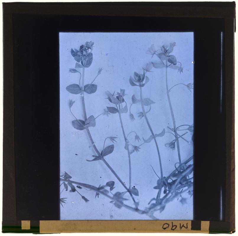 Pimpernel, lantern slide