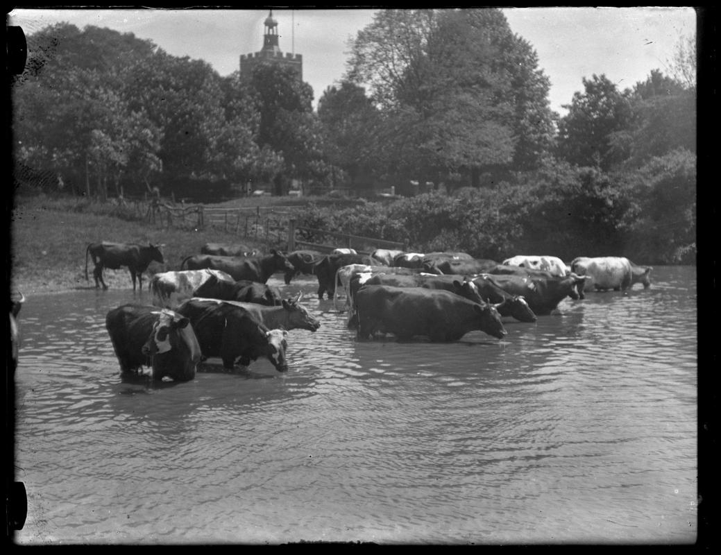 Cattle, glass negative