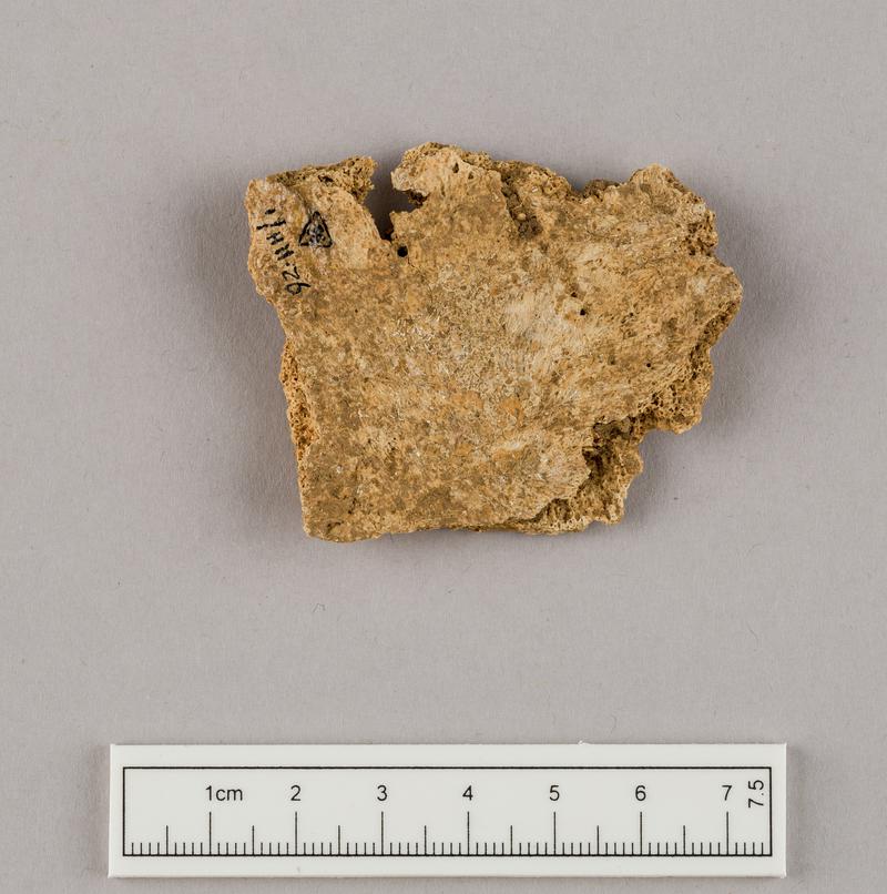 Neolithic human remains