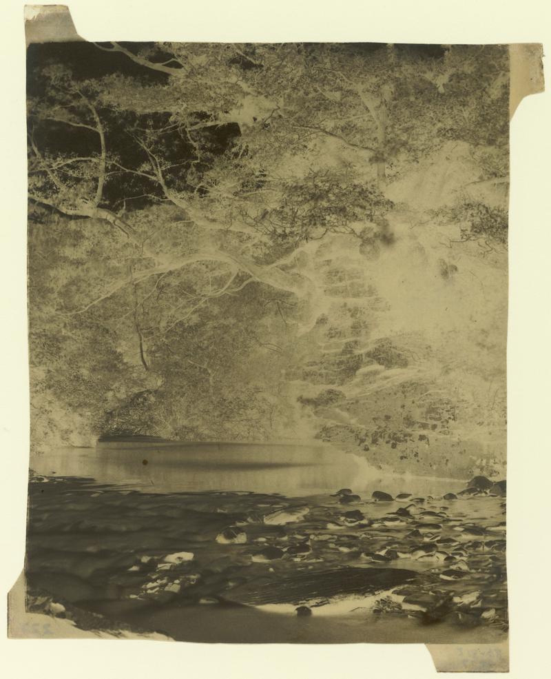 Tree and rock overhanging Dulais Valley, negative