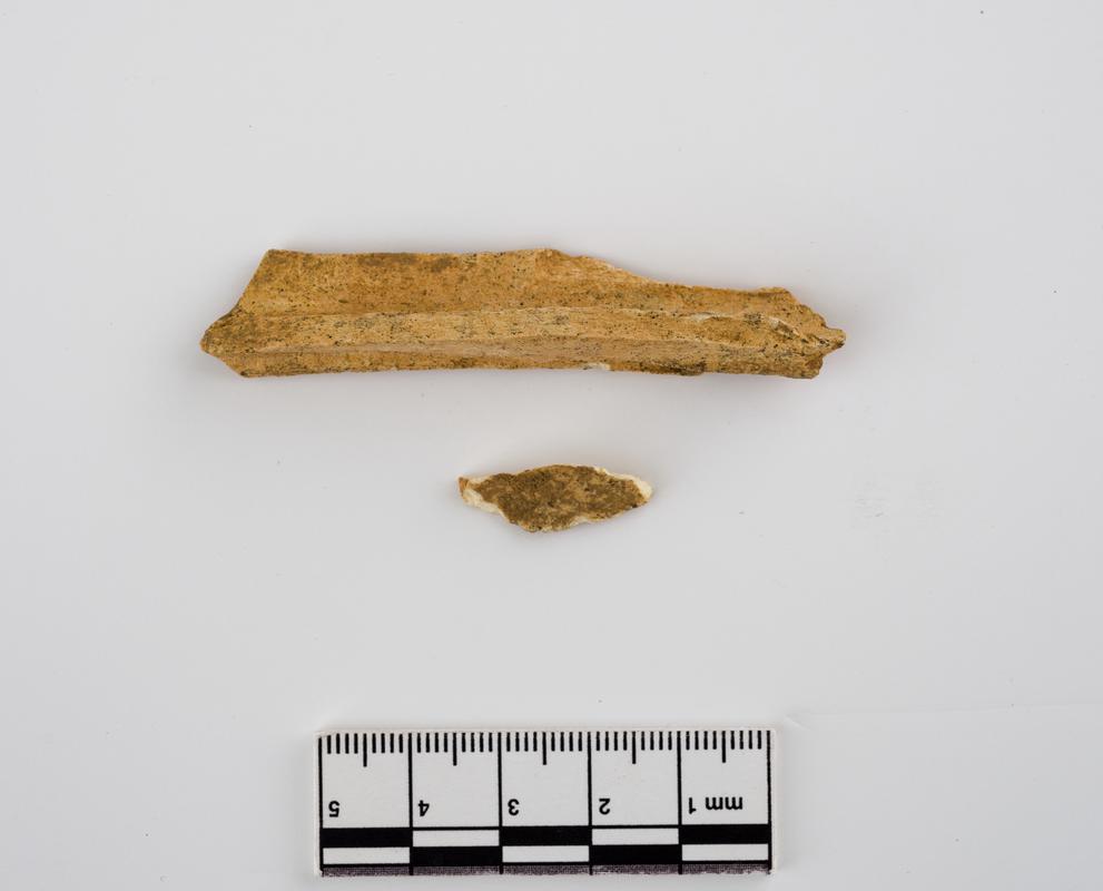 Pleistocene deer bone