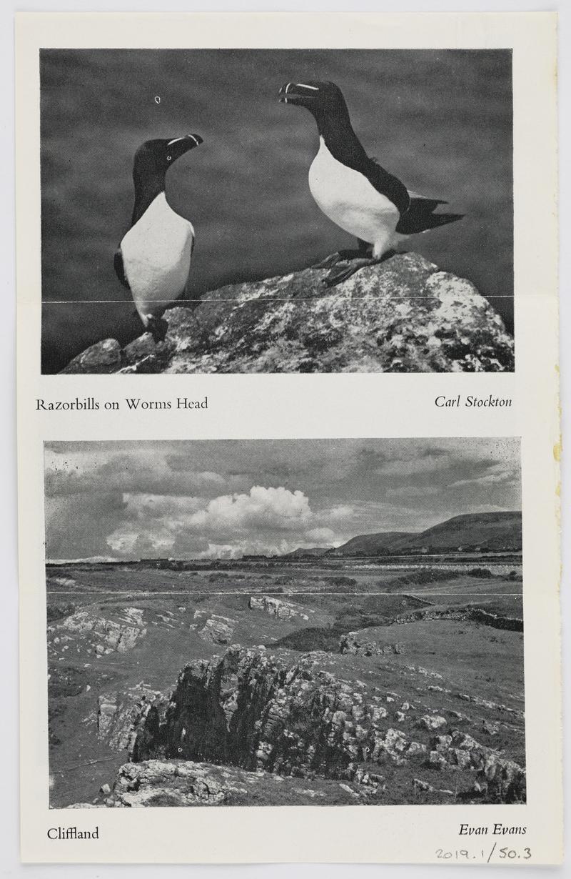 Rhossili, newspaper cutting