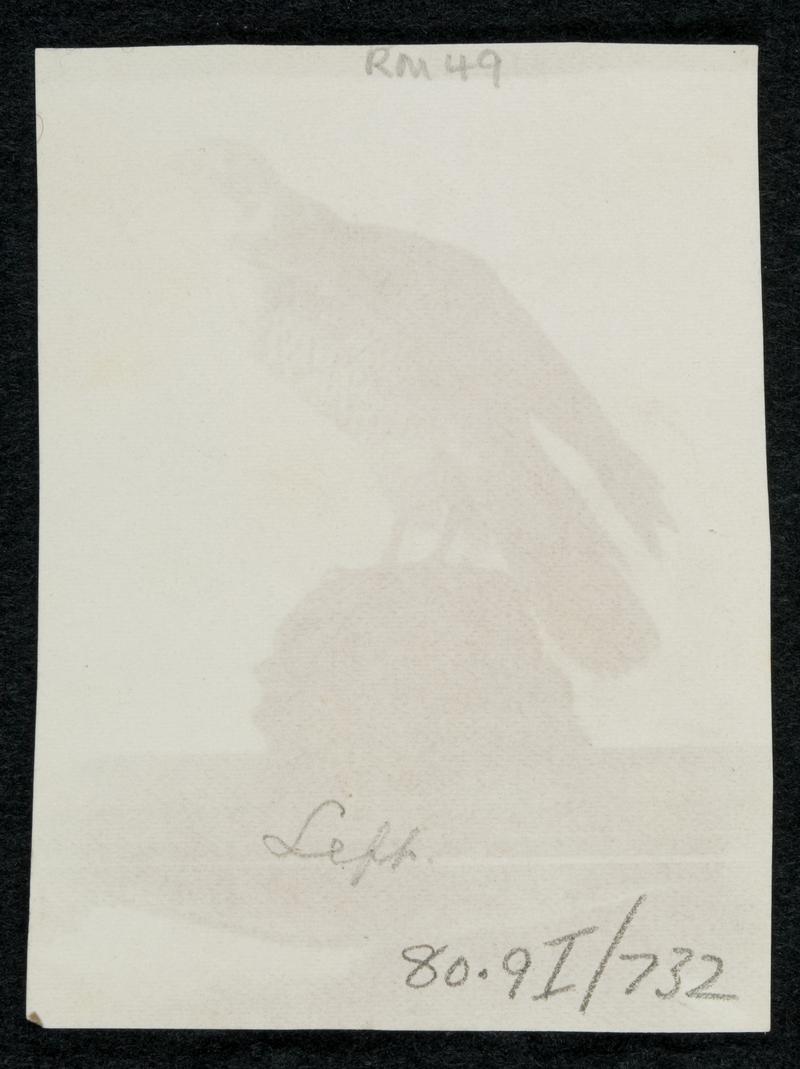 Stuffed hawk on table, photograph