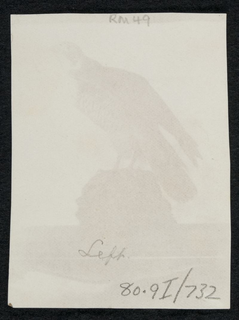 Stuffed hawk on table, photograph