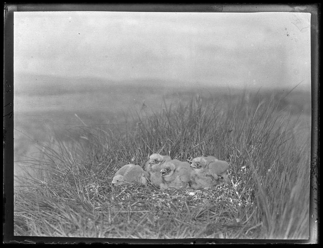 Merlin, glass negative