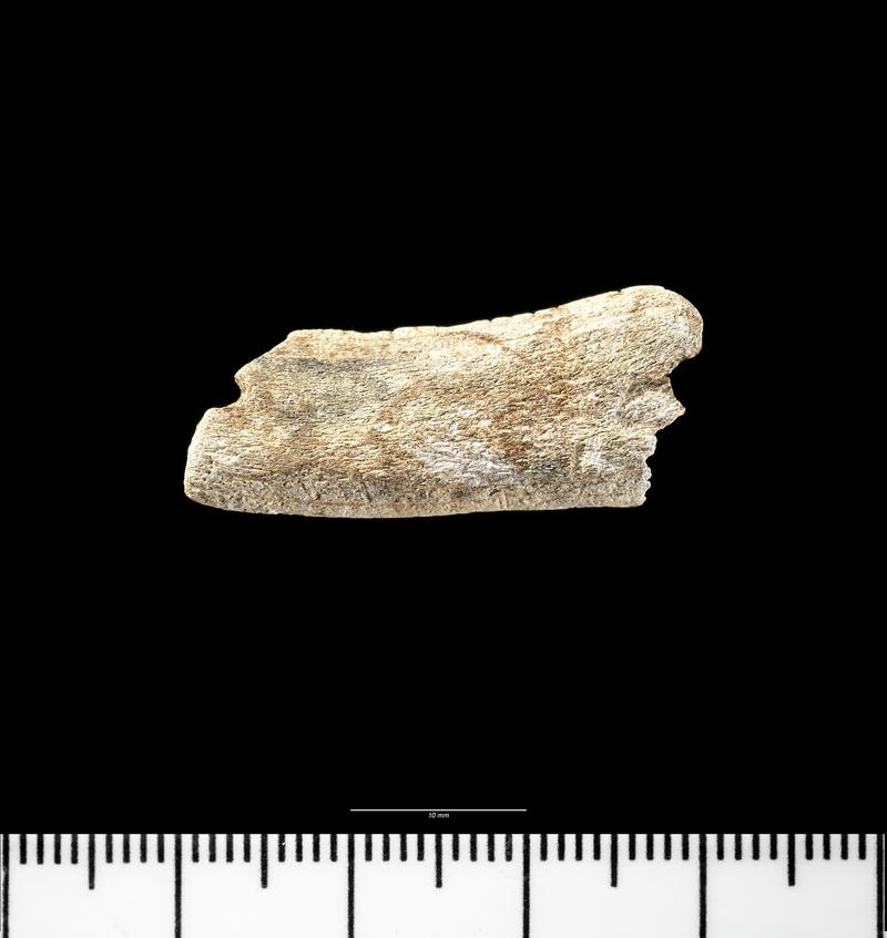 Early Medieval bone comb