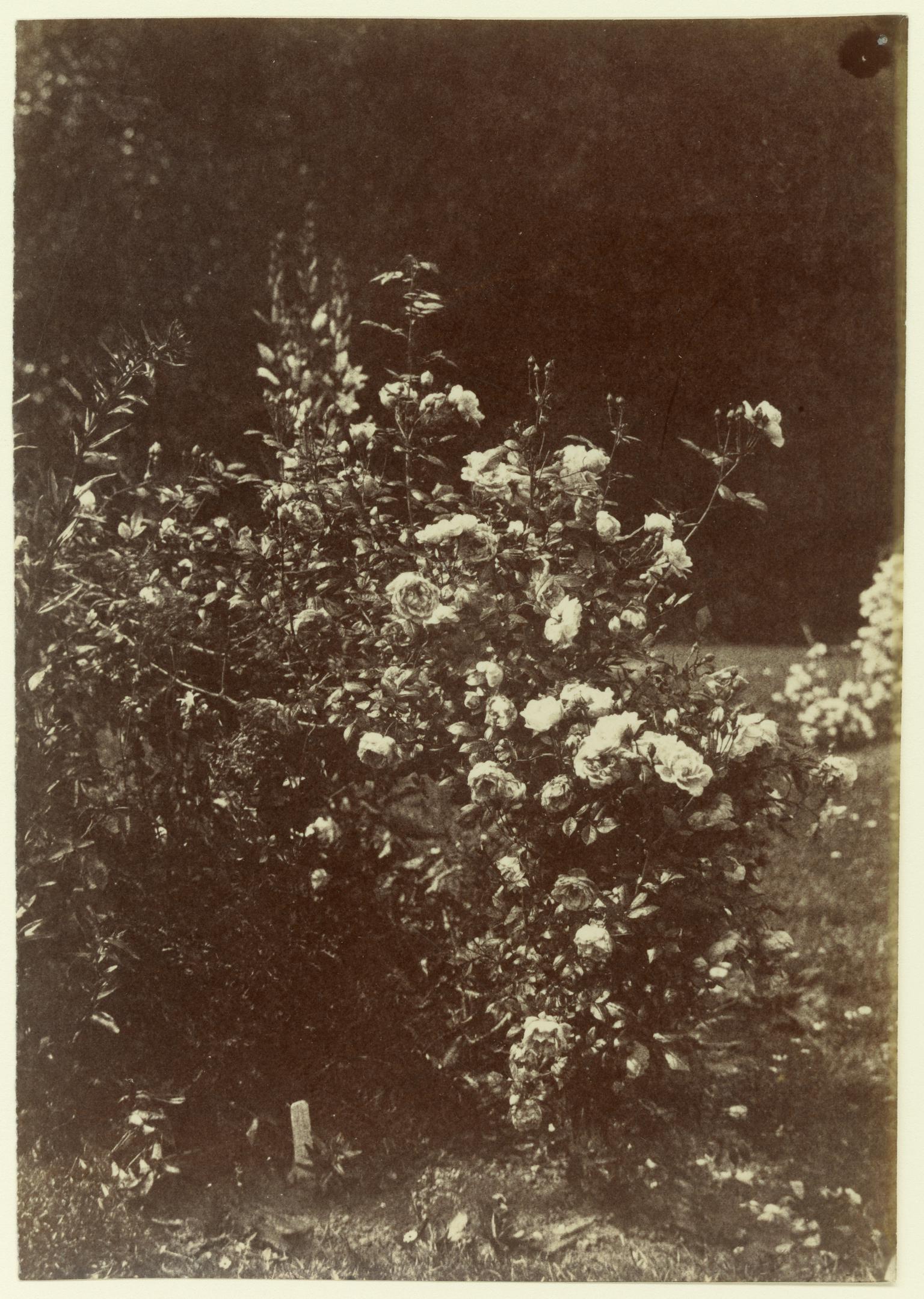 Roses in garden, photograph