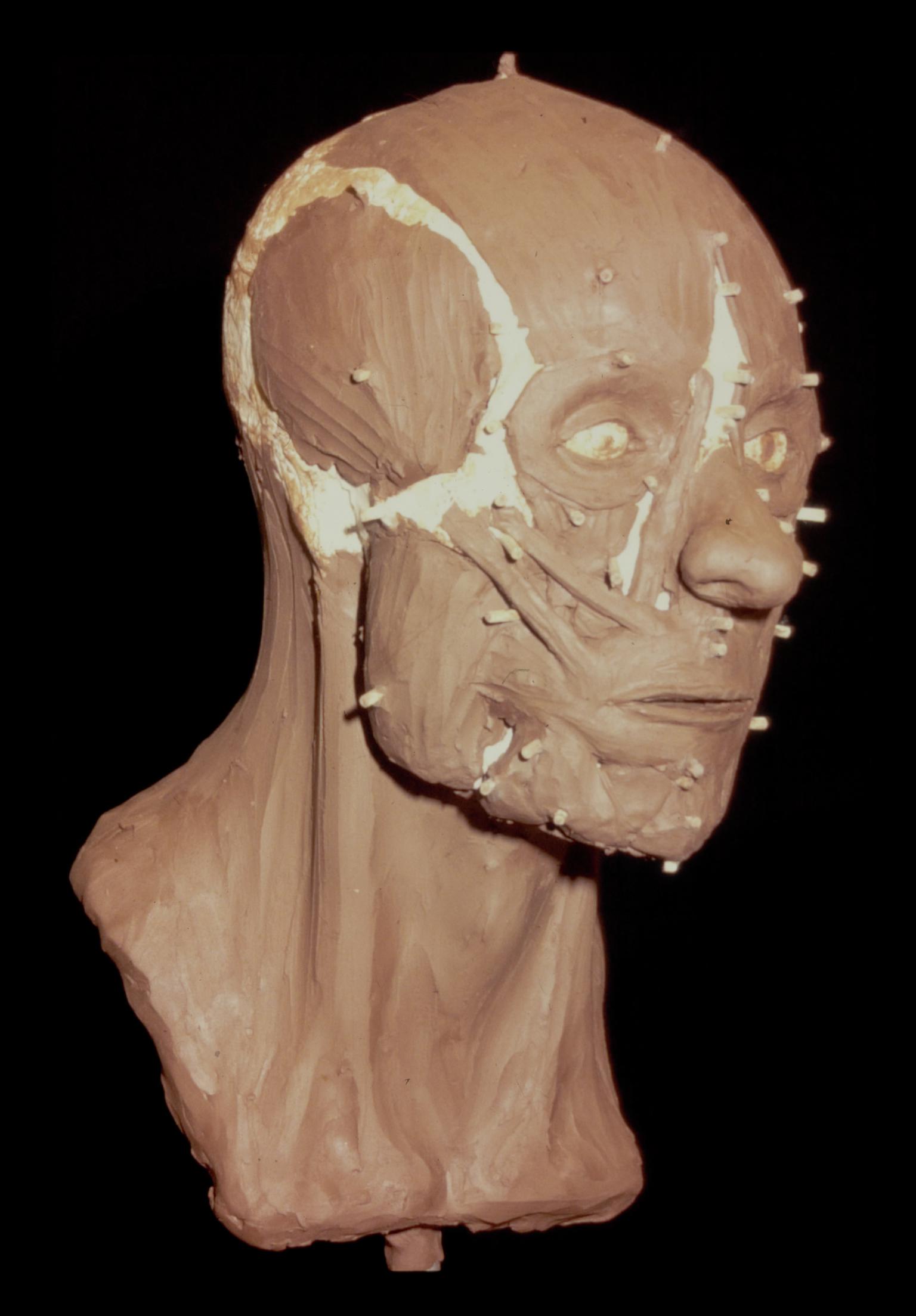 Early Medieval human head (reconstruction)