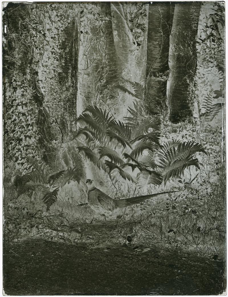 Pheasant, glass negative