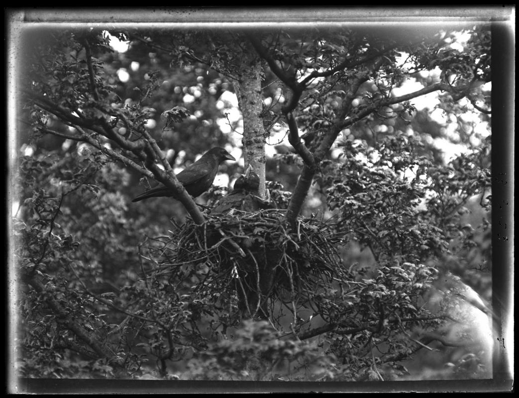 Carrion Crow, glass negative