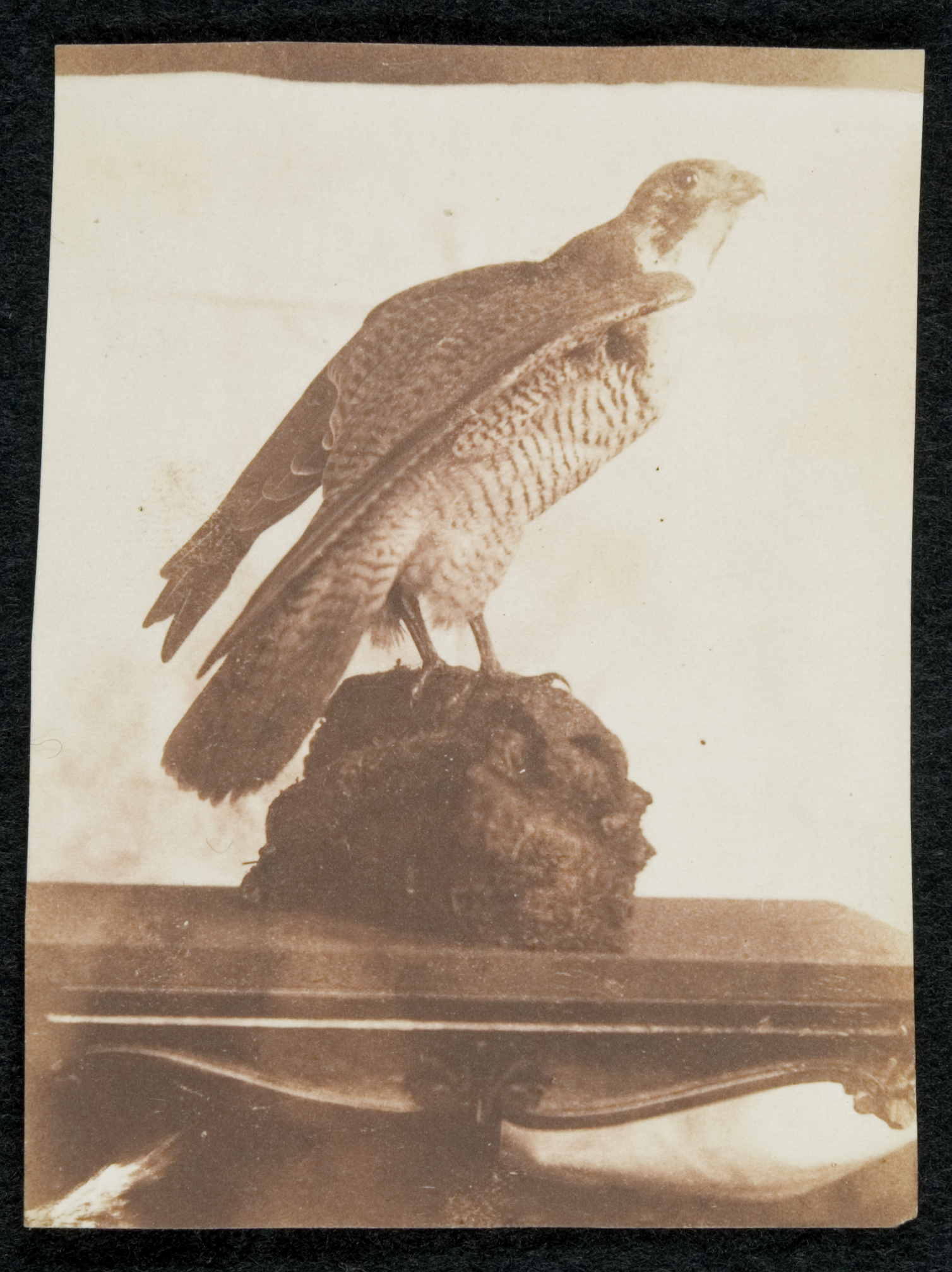 Stuffed hawk on table, photograph