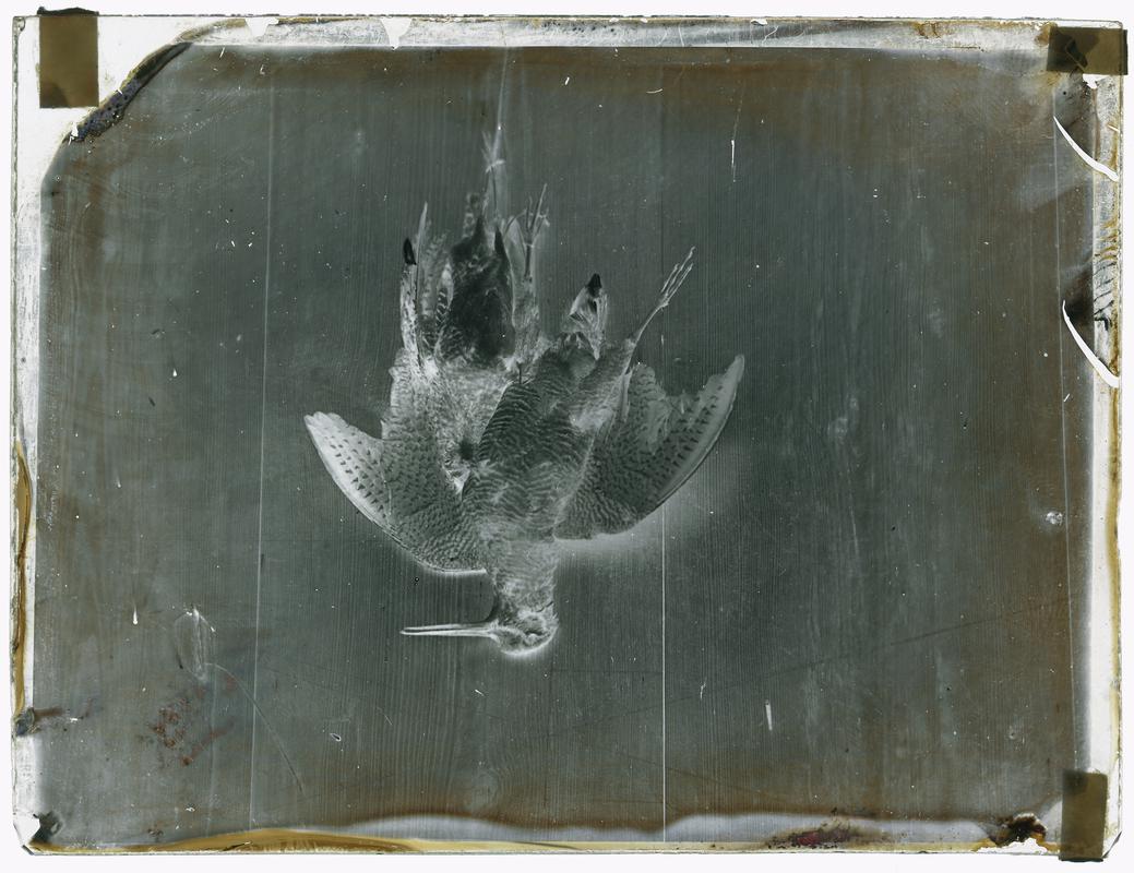 Dead woodcocks, glass negative