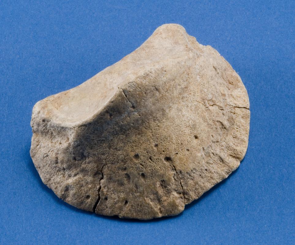 Horse hoof bone . Pontnewydd Cave