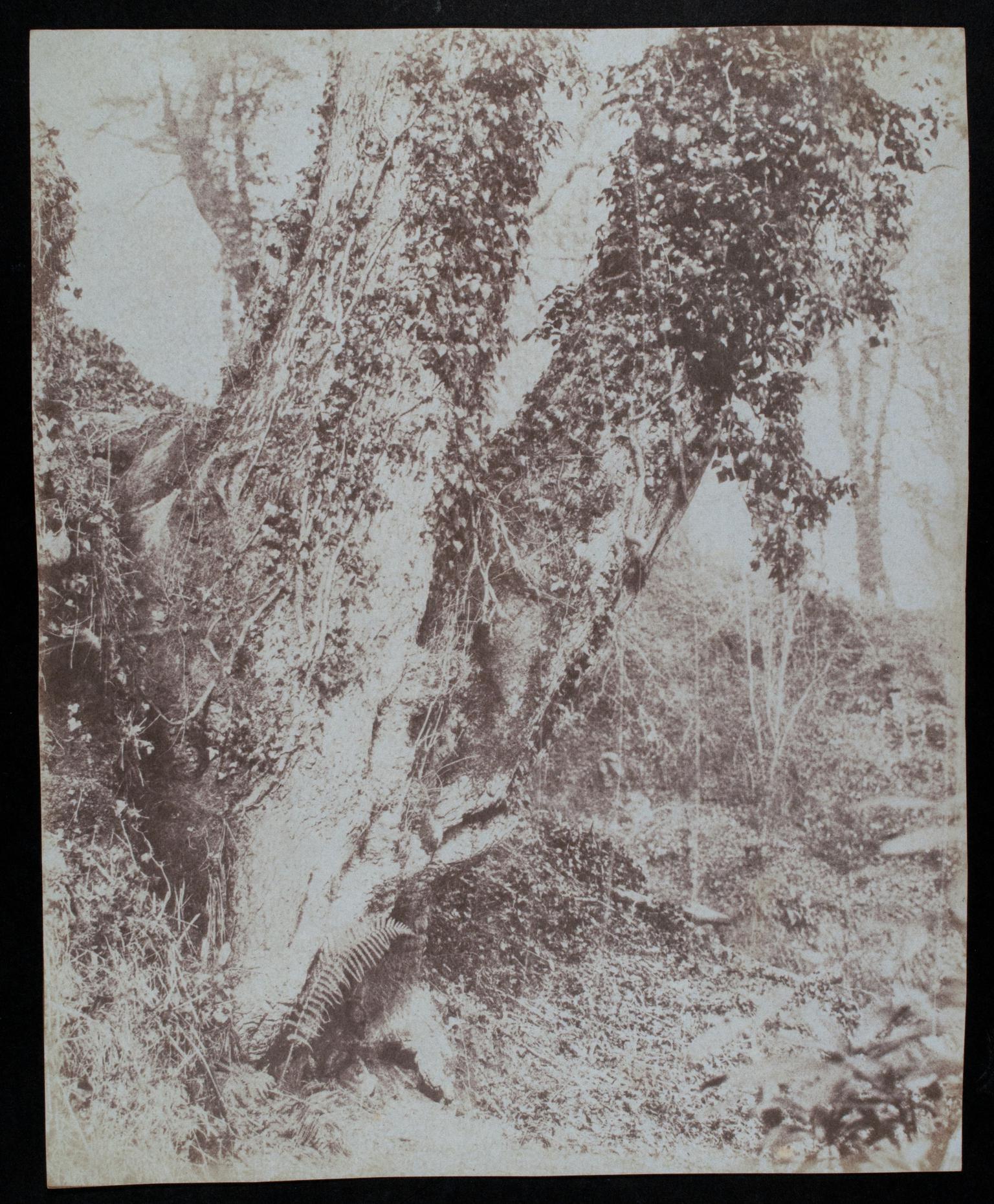 Penllergare, wild cherry tree, photograph