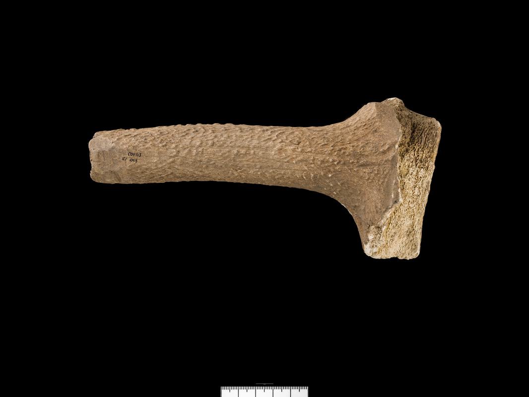 Bronze Age / Iron Age antler tine