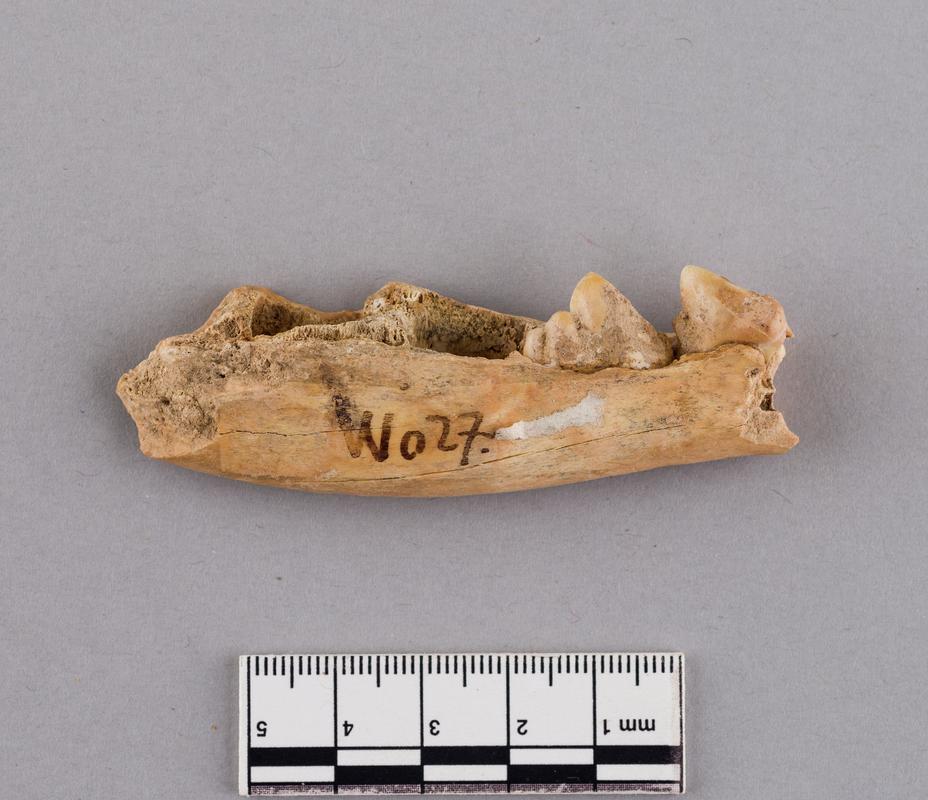 Pleistocene wolf bone