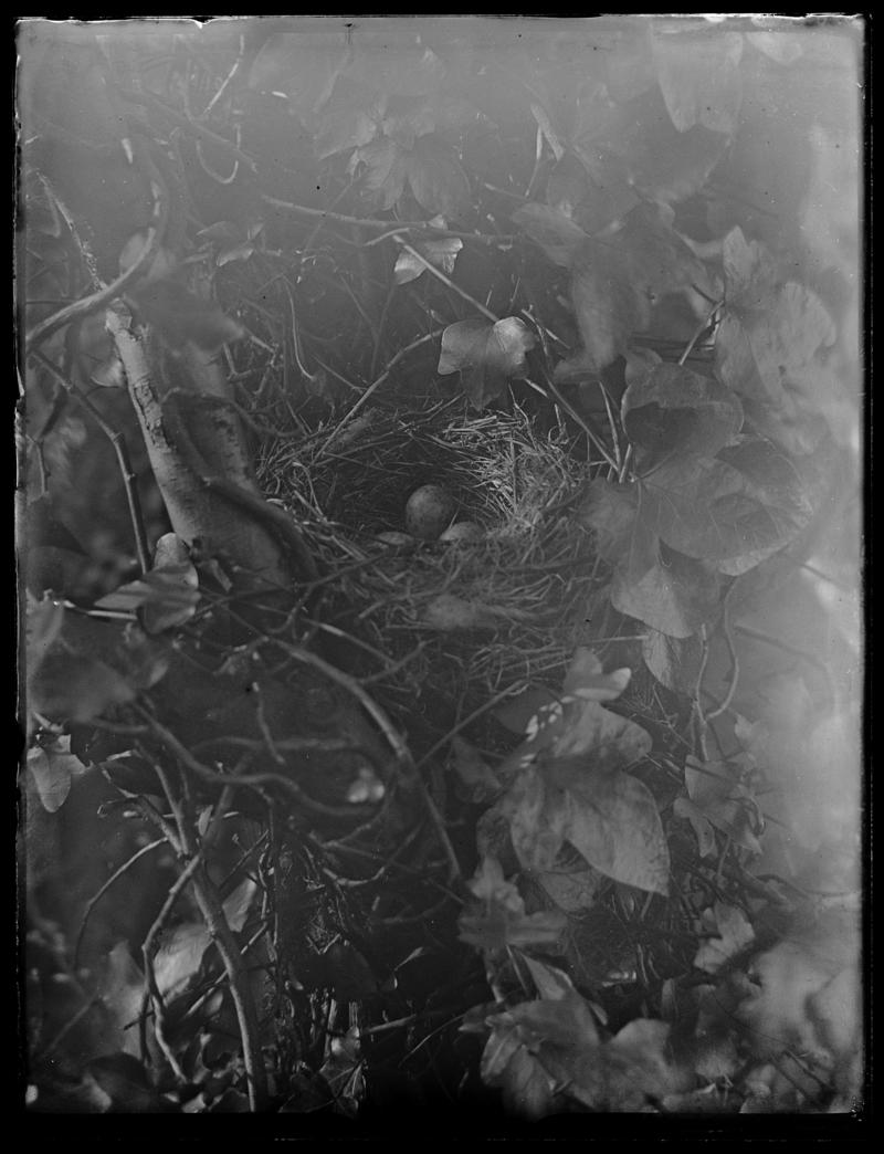 Mistle Thrush nest, glass negative