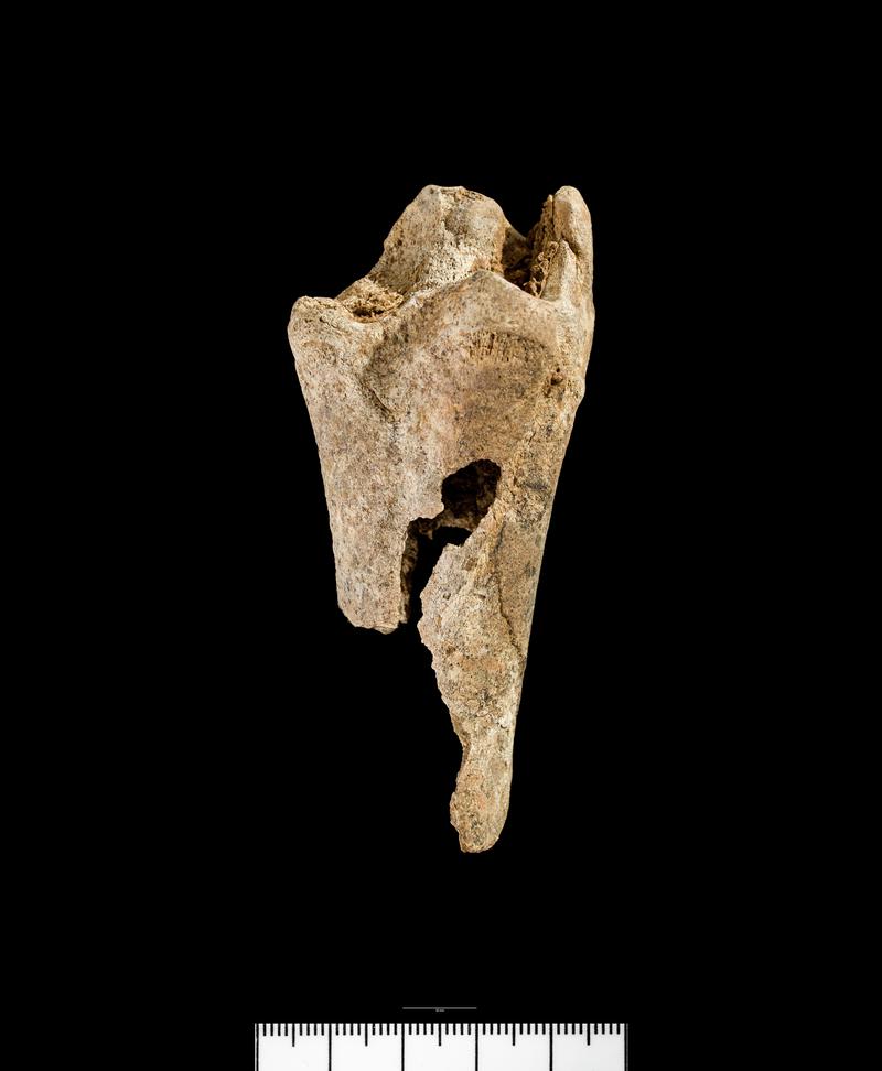 Neolithic deer bone