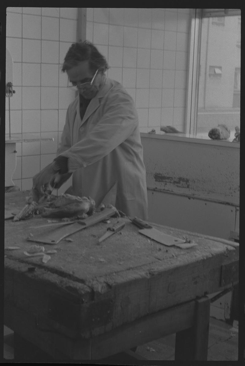 Butcher cutting up meat in shop, Loudoun Square, Butetown.