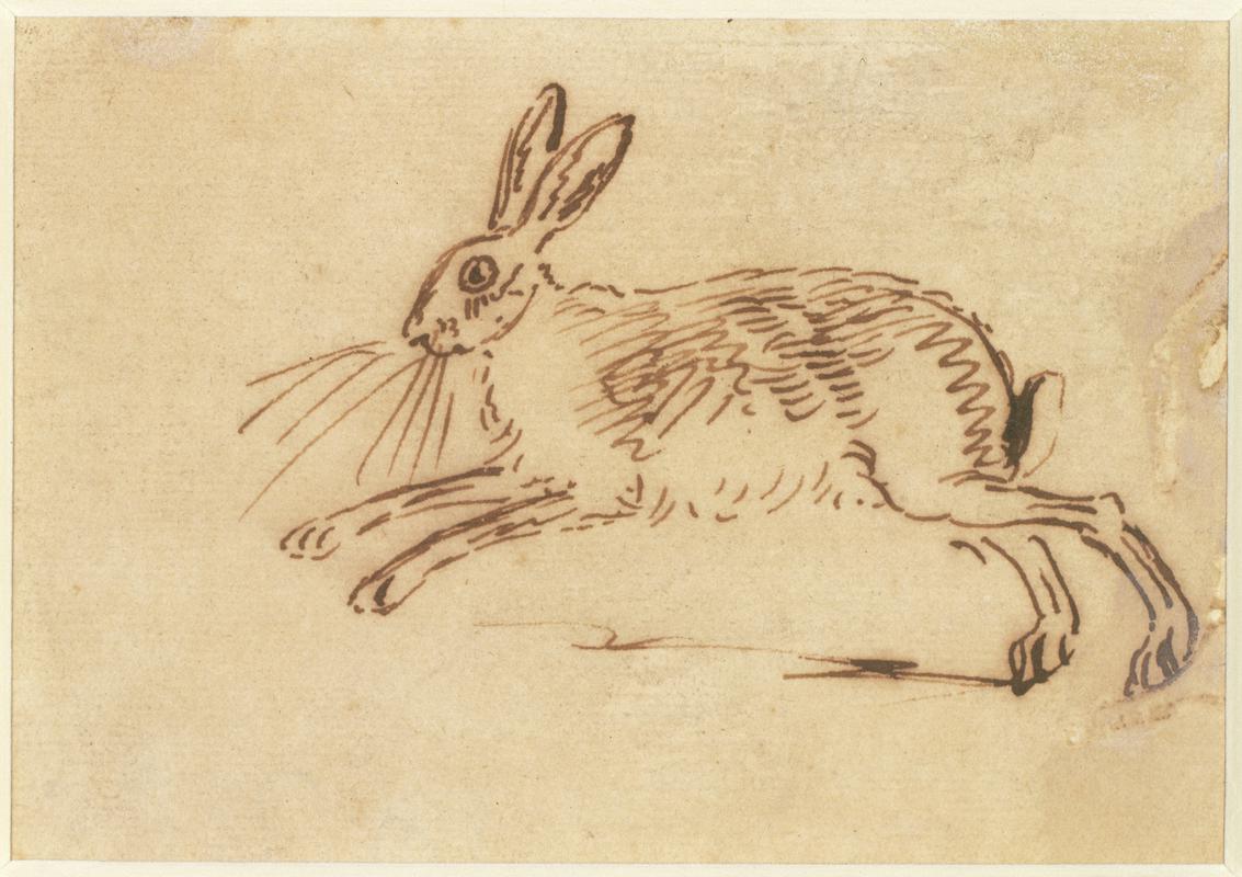 Study of a hare