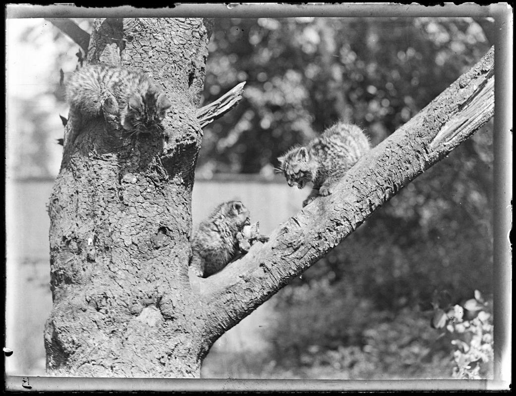 Kittens, glass negative