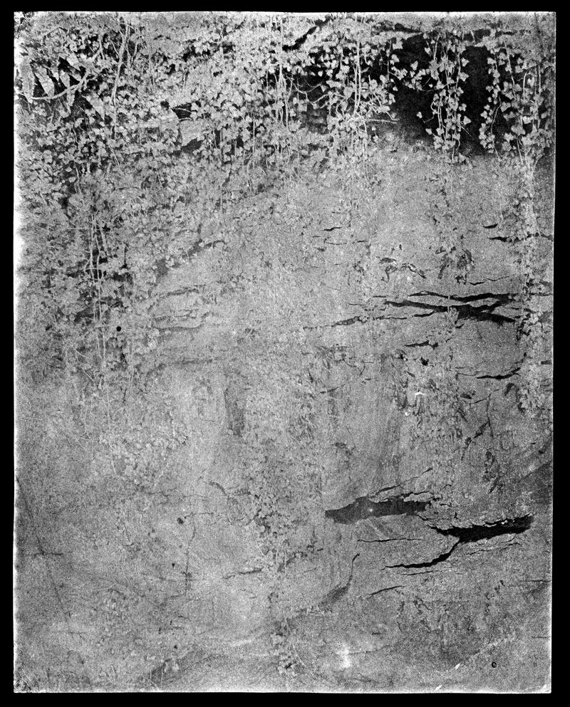 Foliage against rockface, photograph