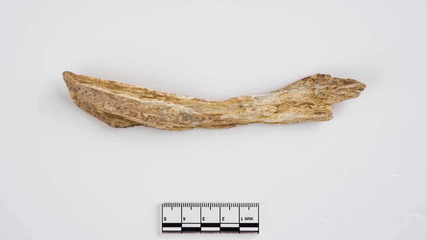 Pleistocene red deer bone