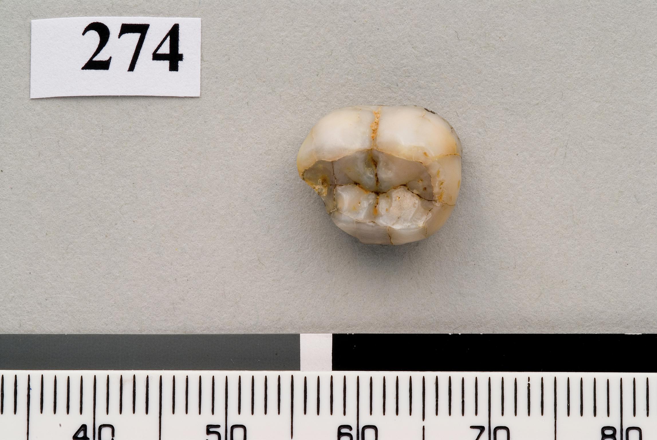 Lower Palaeolithic Neanderthal molar