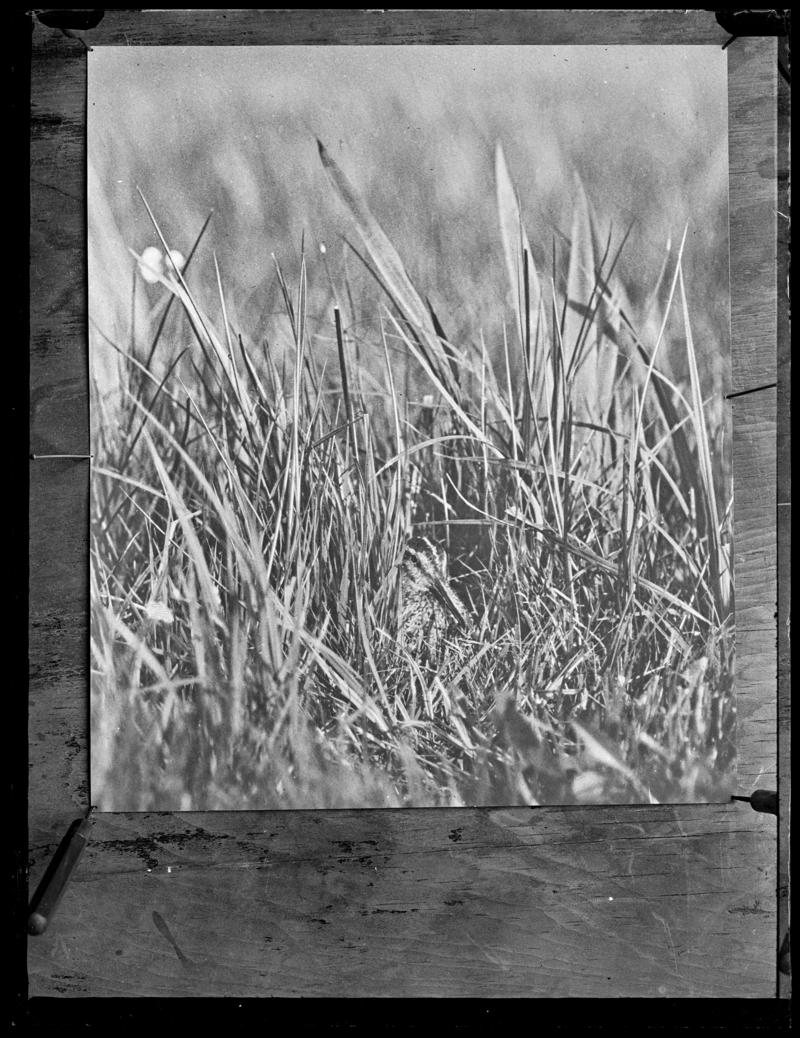 Snipe, glass negative