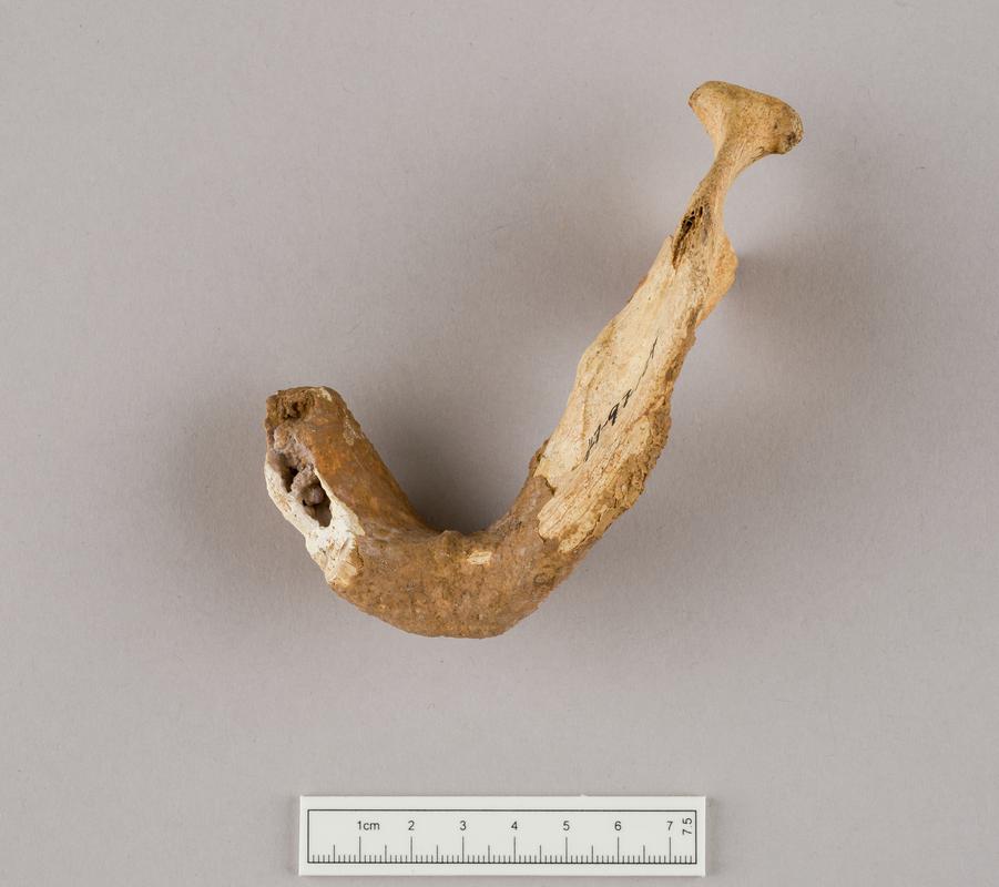 Prehistoric human bone