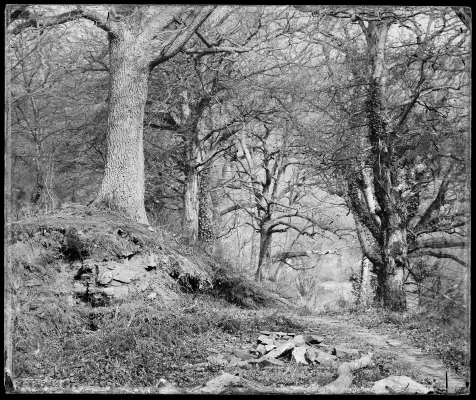 Forest Scenery - Winter (at Penllergare) (g/neg)
