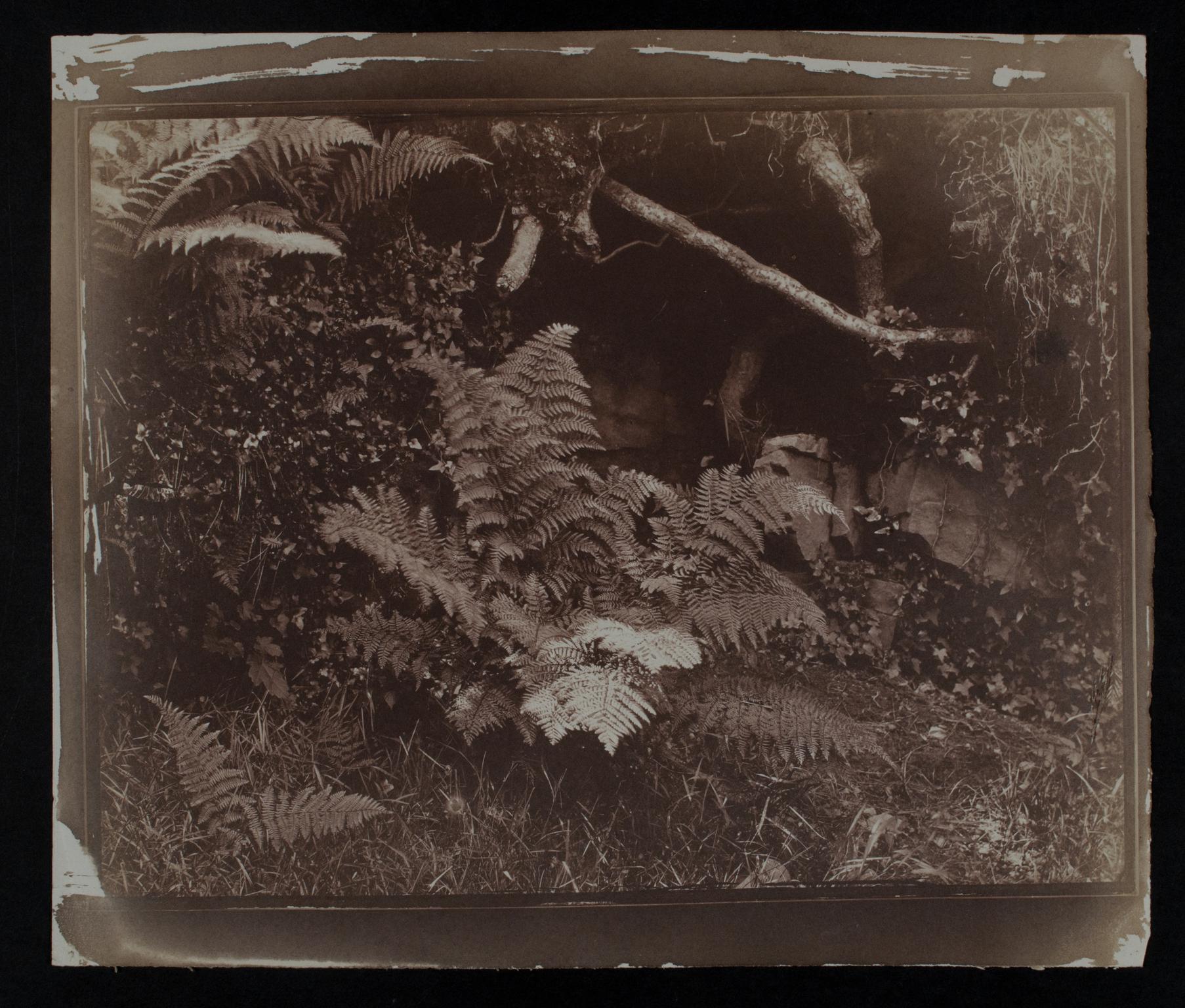 Ferns, photograph