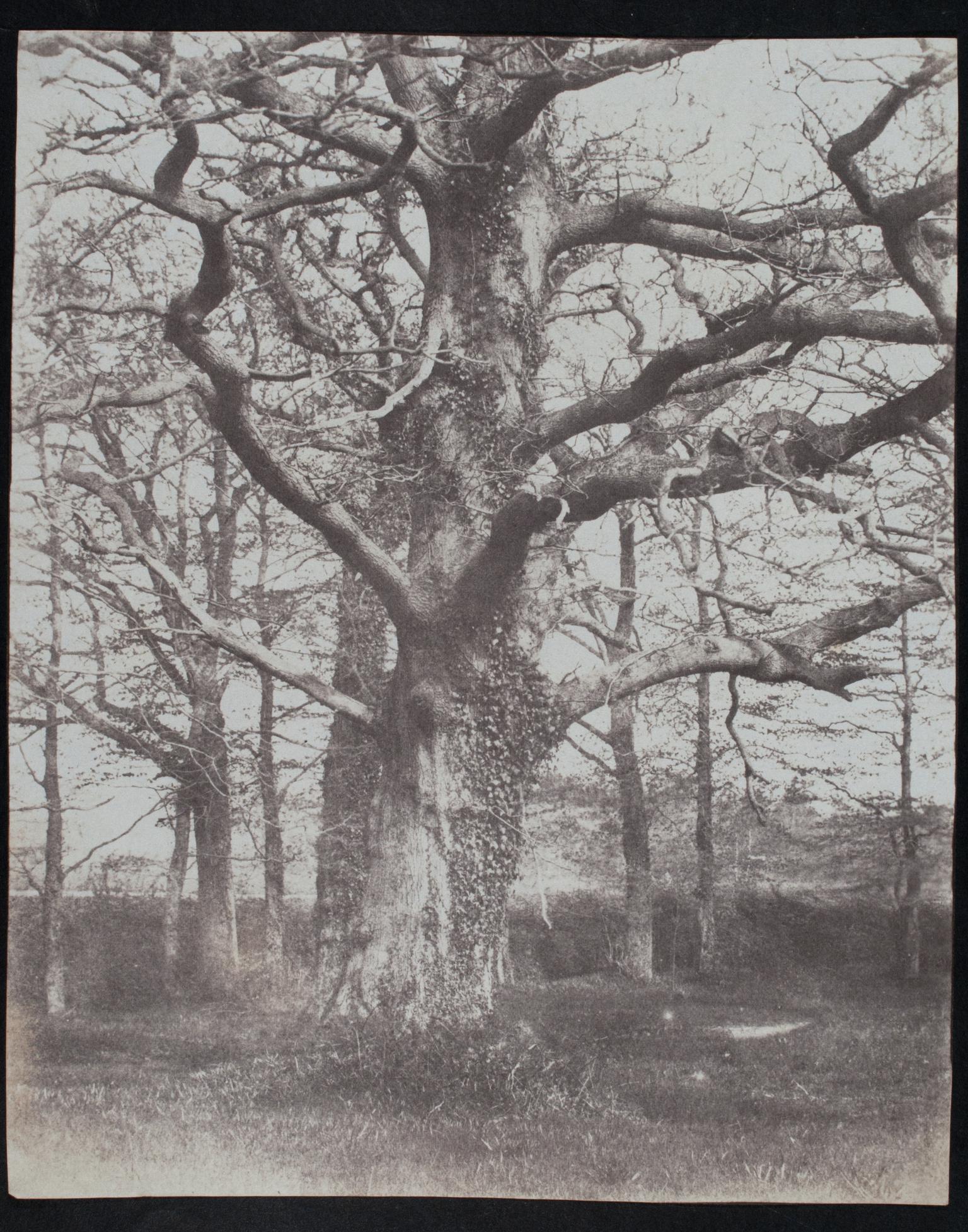 Trees, photograph