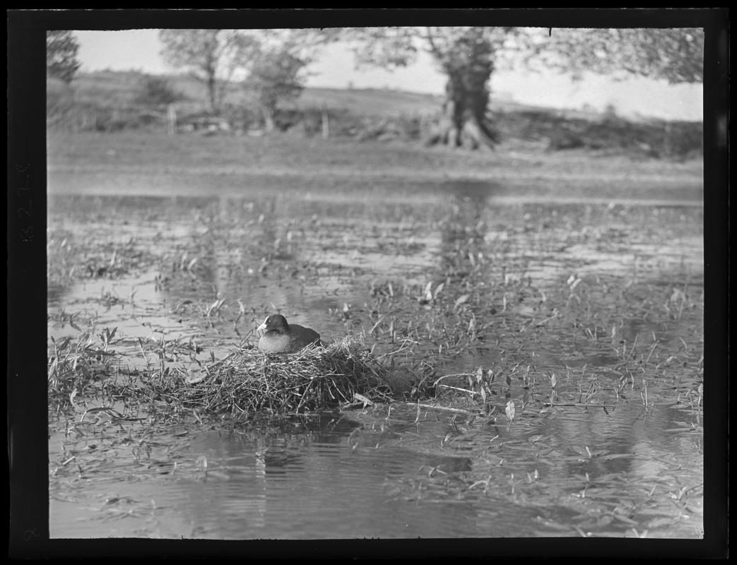 Coot, glass negative
