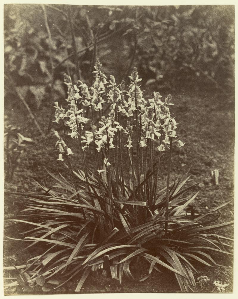 Bluebells, photograph