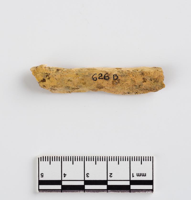 Pleistocene reindeer bone