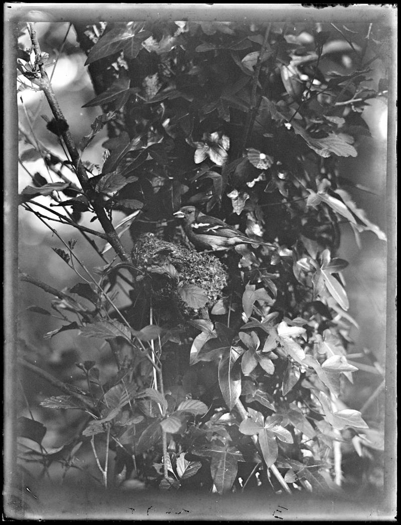 Chaffinch, glass negative