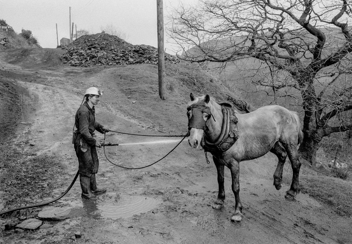 GB. WALES. Neath Valley, Black Mountain Coal. Pit ponies each have an individual handler who is responsible for its health, welfare and cleanliness.  Ponies are not underground for long periods.  Simply the time it takes to get to the coal face and bring coal out to the surface.  A distance of about a mile. 1993