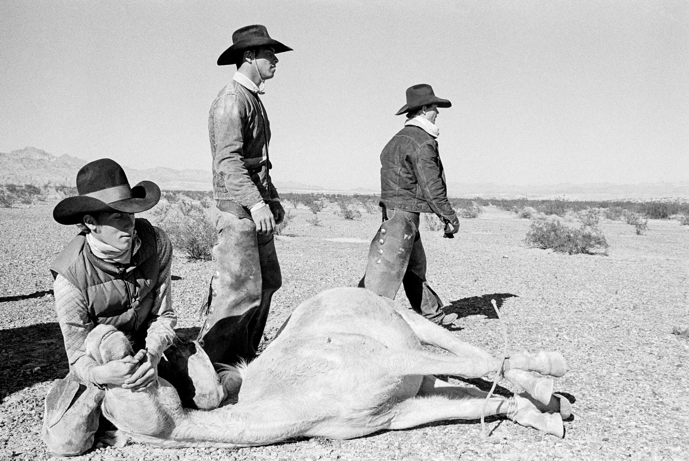 Bullhead City. The round-up of the last wild horses in the desert of Arizona