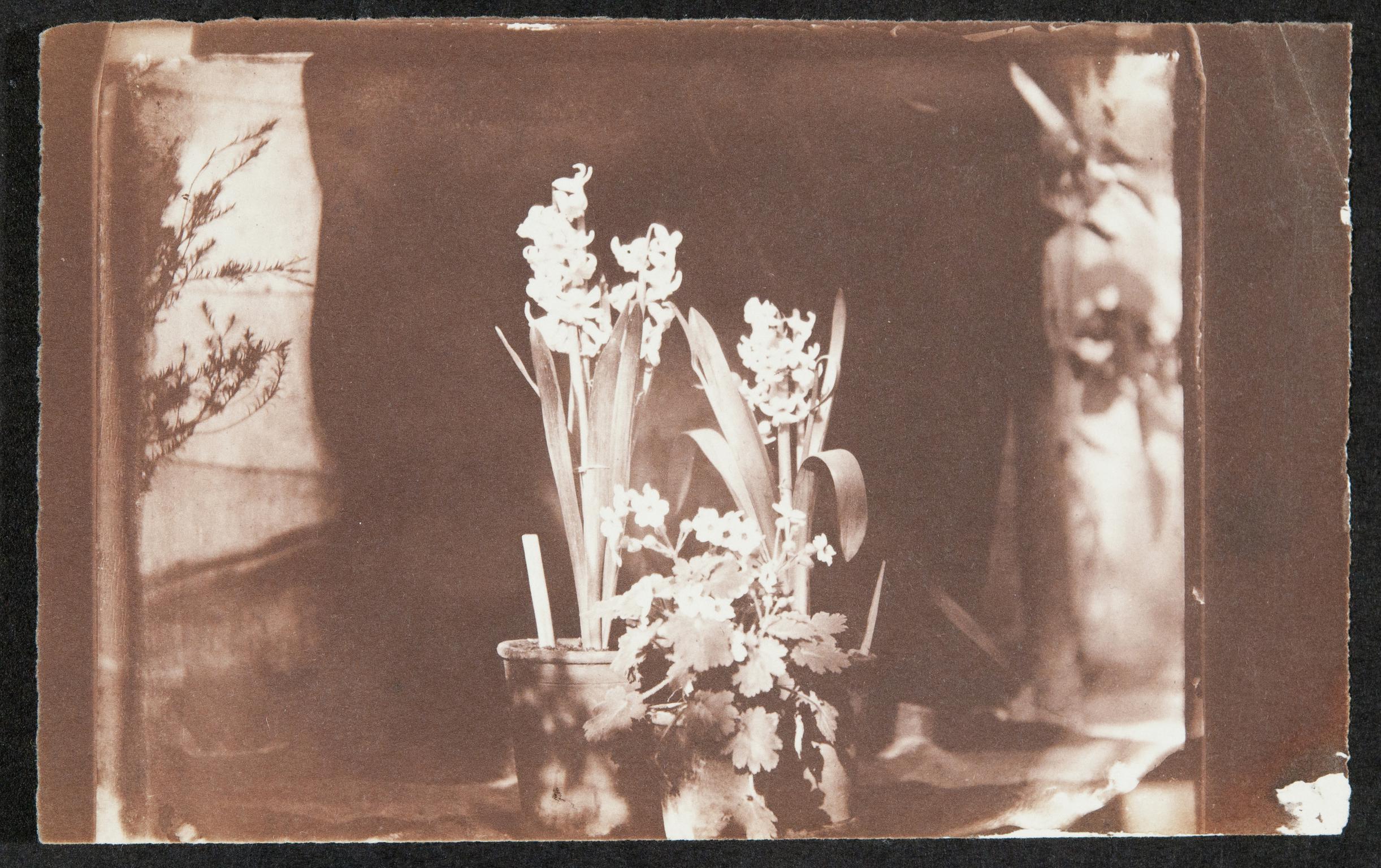 Pots of spring flowers, photograph