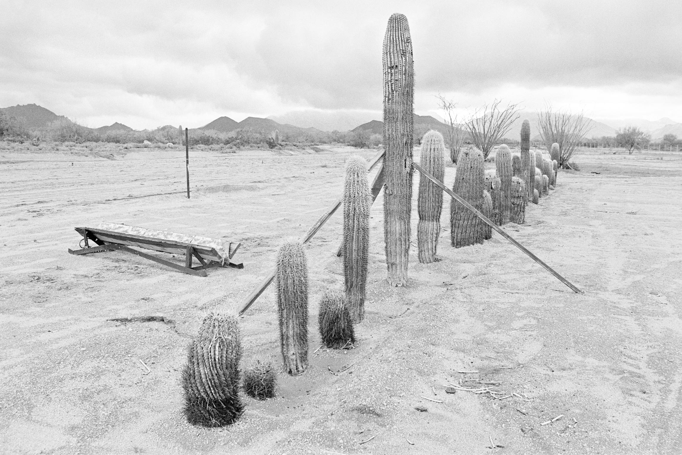 Rawhide. Protecting cactus. Arizona USA