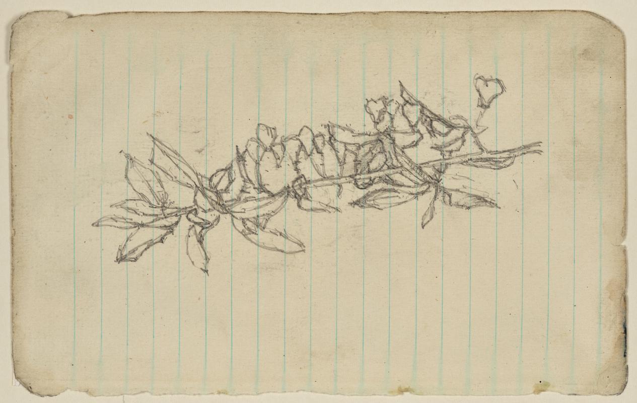 Study of a Branch for &quot;The Musicians&quot;