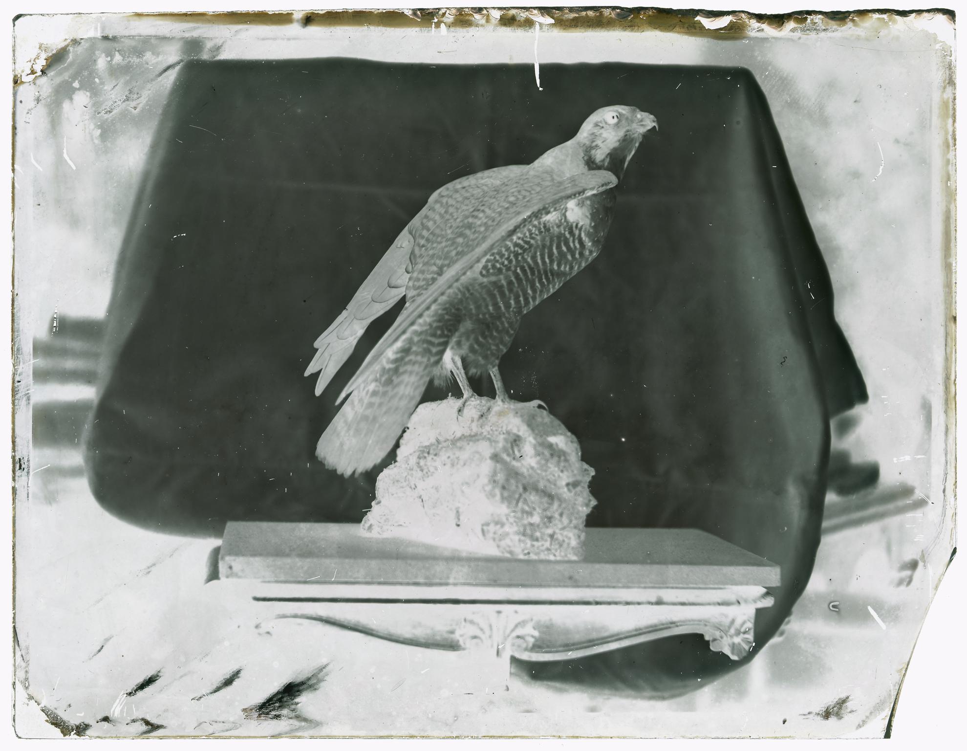 Mounted hawk, glass negative